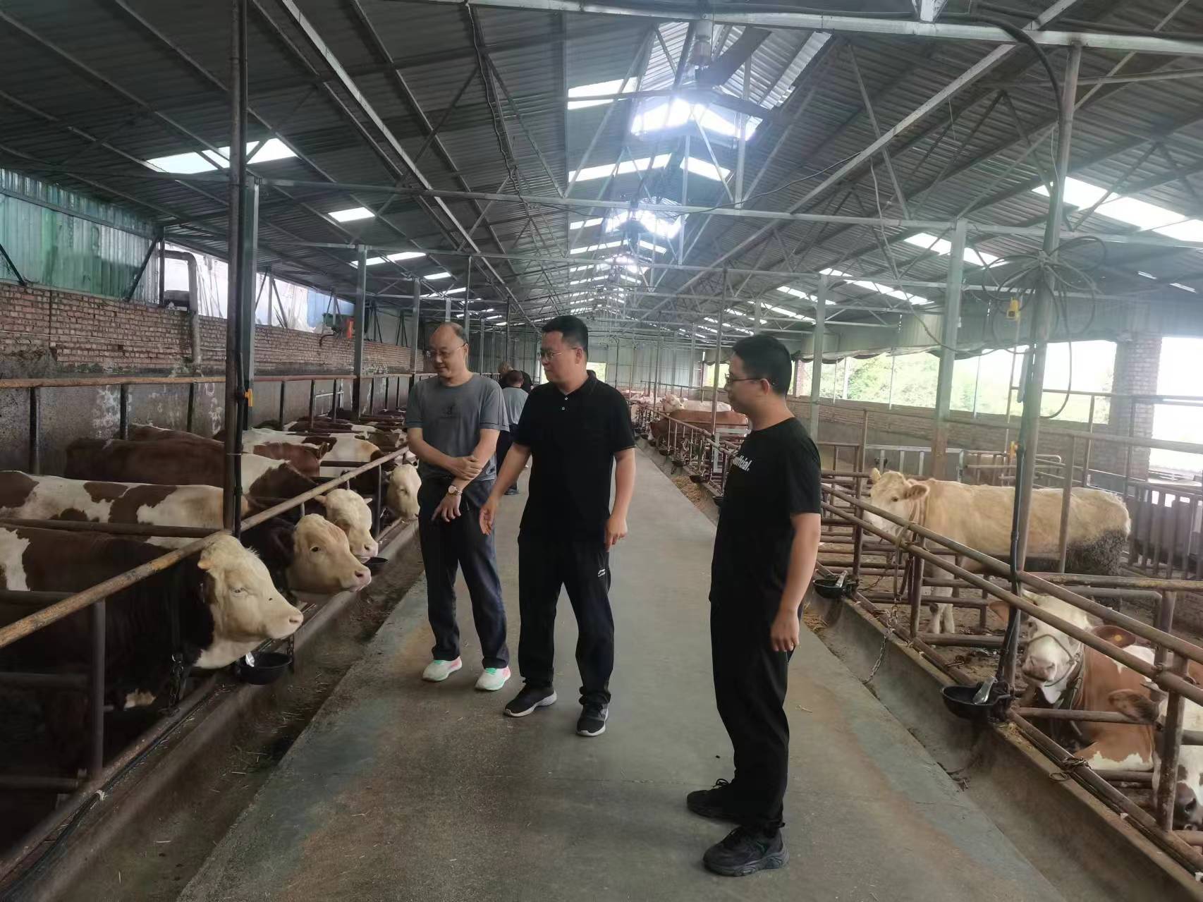 李杰超(中)現場查看肉牛養殖情況 李杰超(中)現場查看肉牛養殖情況