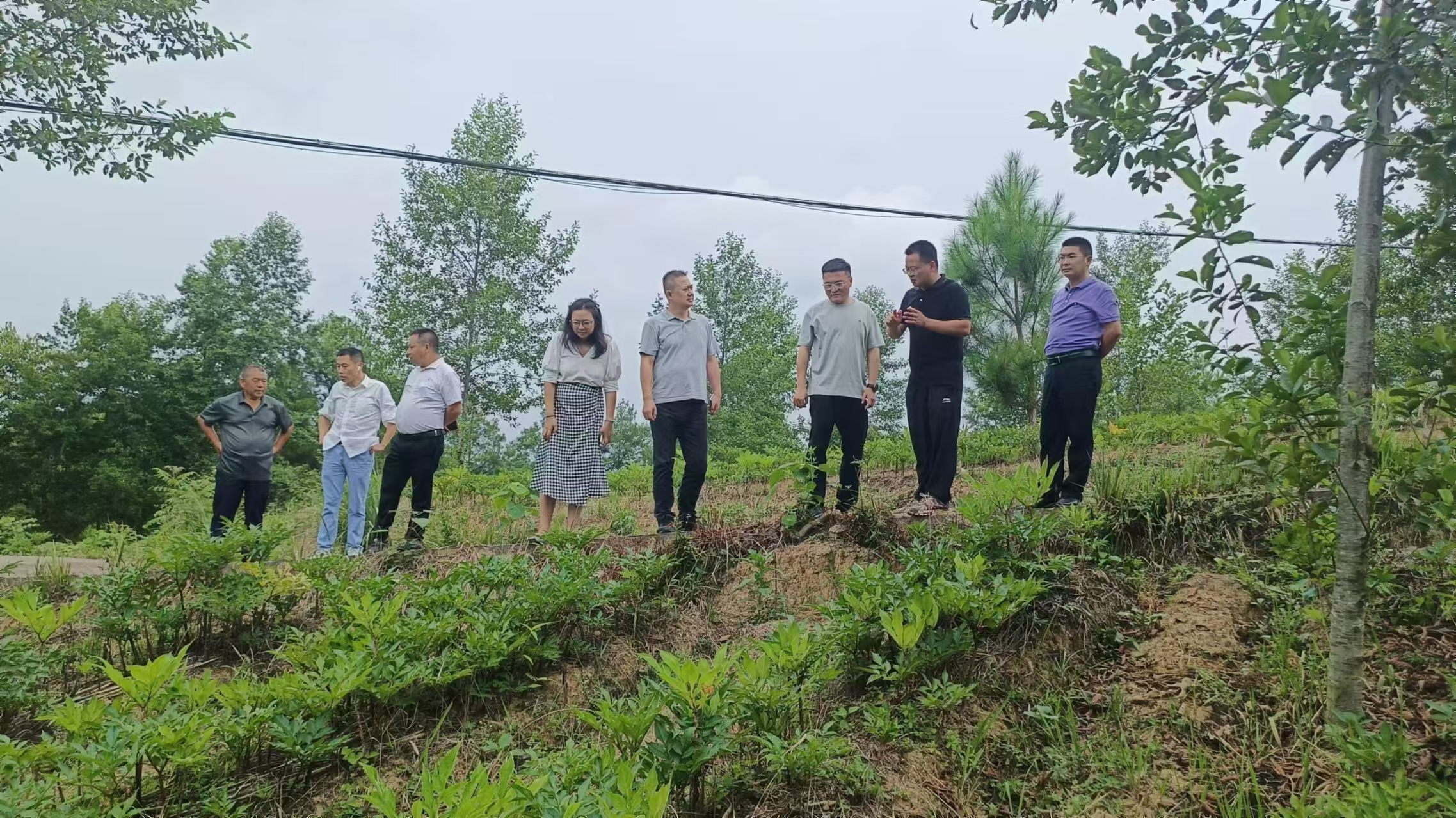 李杰超(右二)向四川金控集團旗下資管公司領導介紹魔芋種植情況_看圖王 李杰超(右二)向四川金控集團旗下資管公司領導介紹魔芋種植情況_看圖王