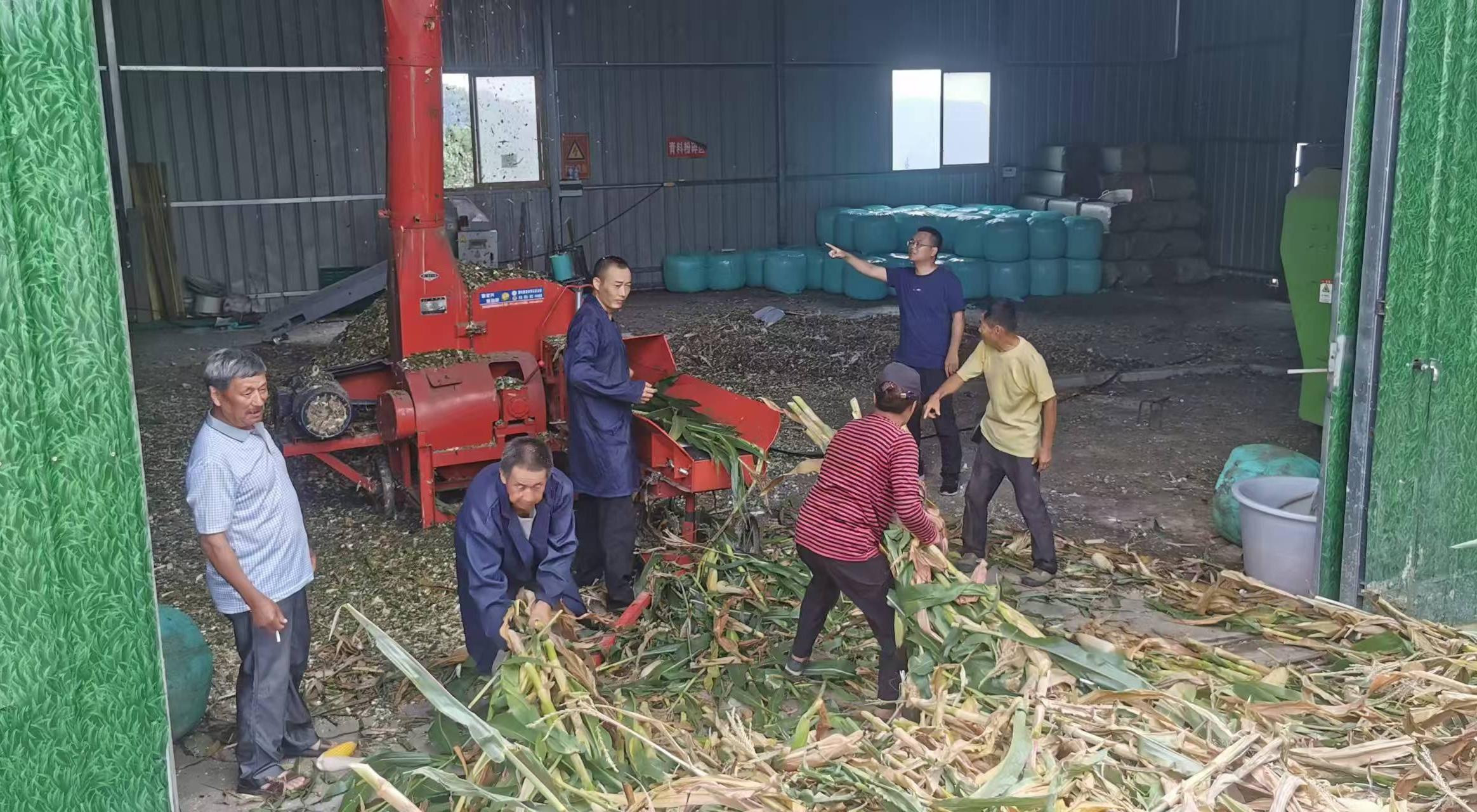 李杰超(右二)組織收購村民玉米、開展飼草加工 李杰超(右二)組織收購村民玉米、開展飼草加工